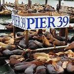 PIER 39