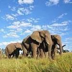 Knysna Elephant Park