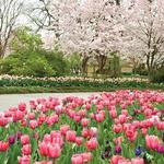 The Dallas Arboretum and Botanical Garden