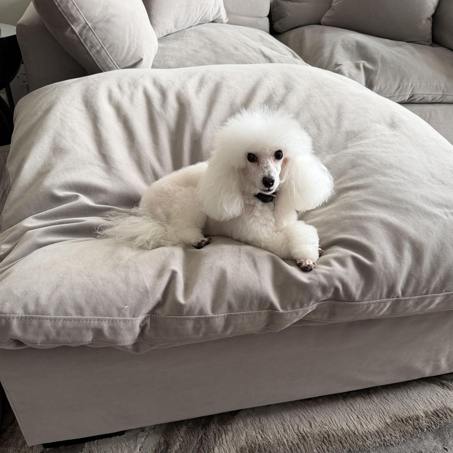 Our sweet Marvin!
