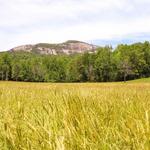 Grant Meadow Overlook