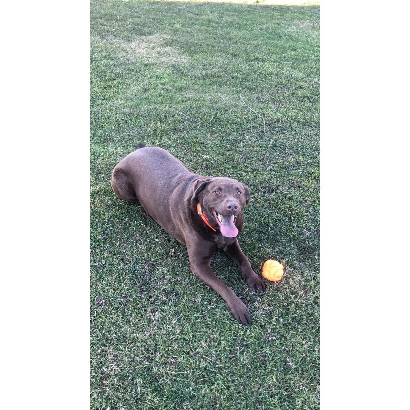 Torrey and Josh's fur baby, Sophie. She's been a light in dark times and continues to bring happiness, joy, and lots of snuggles.