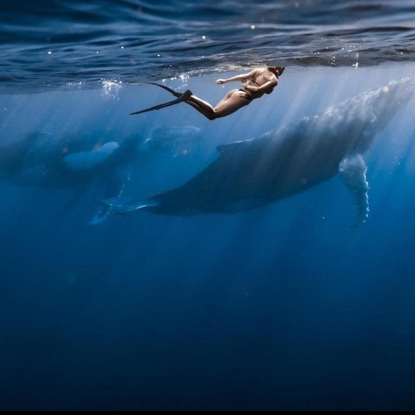 Swimming With Whales in Moorea