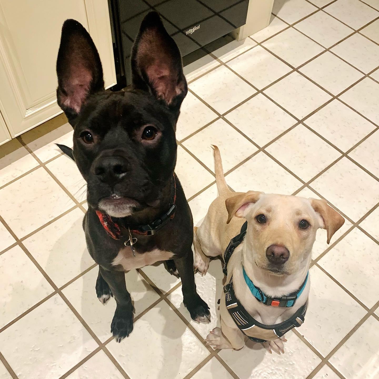 Our boys, Duke and Tucker!