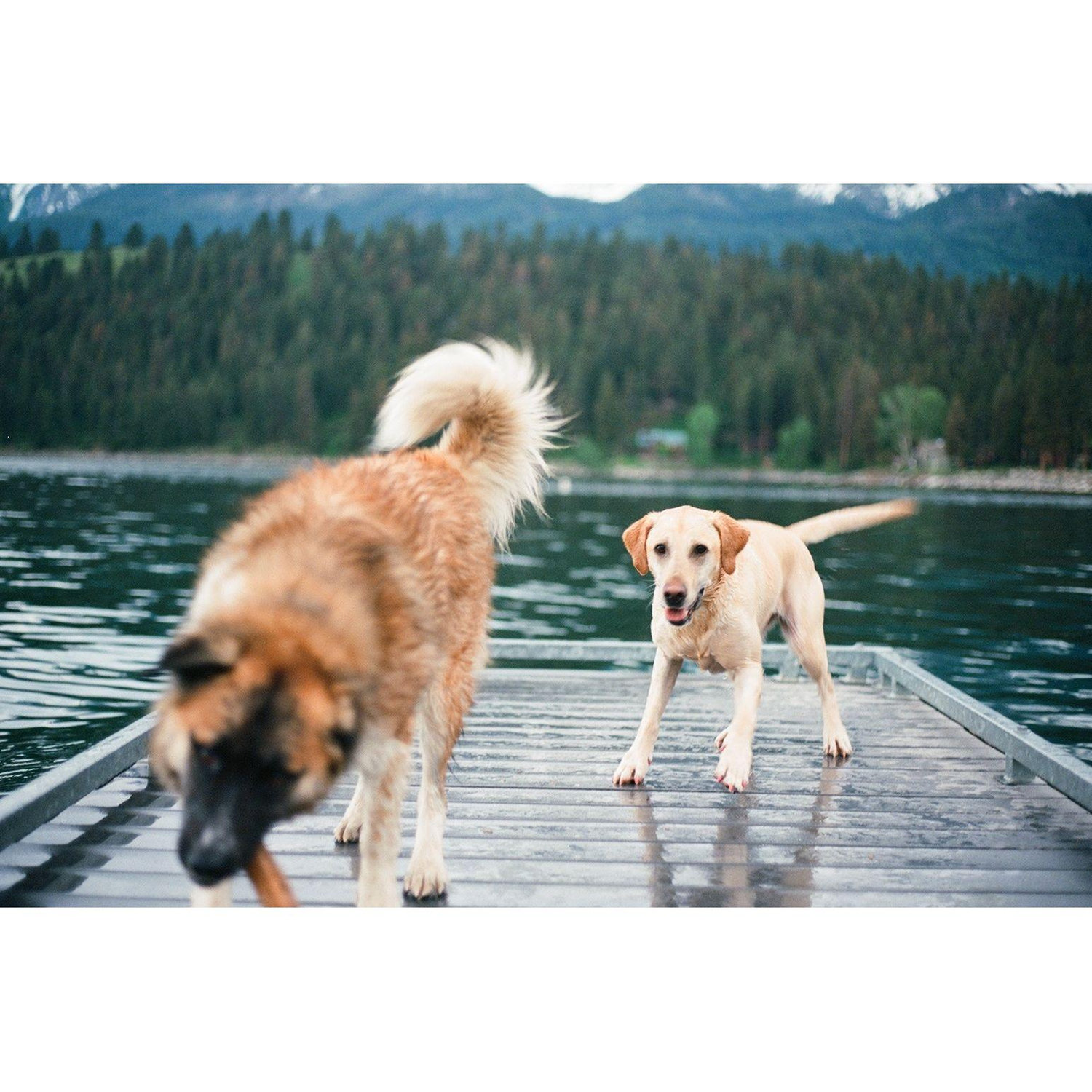 Moose & Tipper!