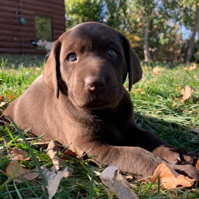 Our Chocolate Lab Fund