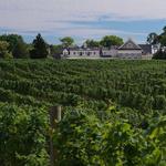 Del Vino Vineyards