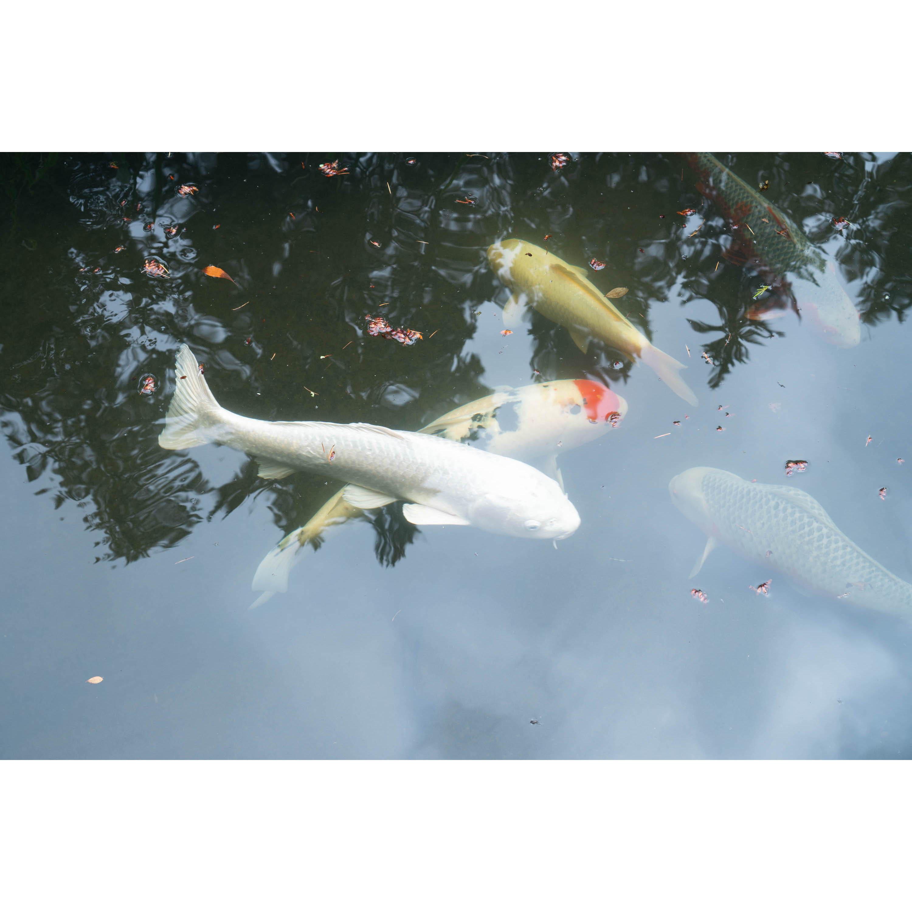 Koi fish in the Japanese Garden