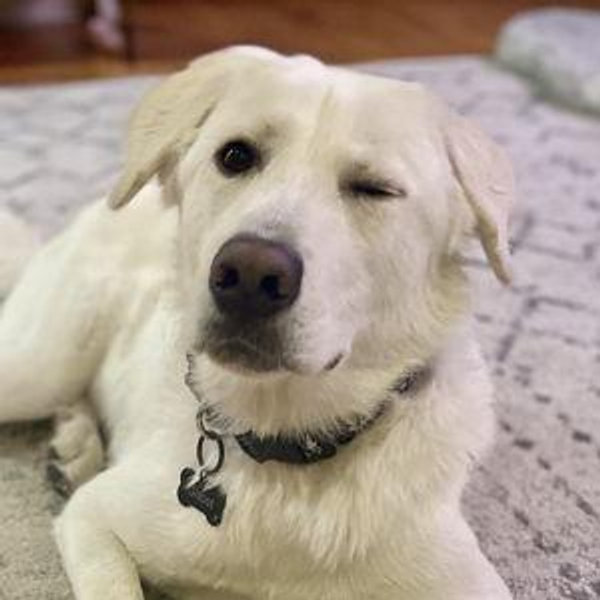 Treats for Ghost
