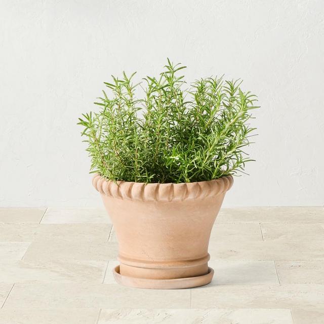 Williams Sonoma Terracotta Rope Planter, Small