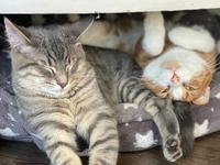 Cats in Bloom