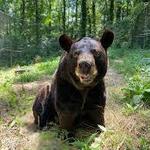Bear Hollow Zoo
