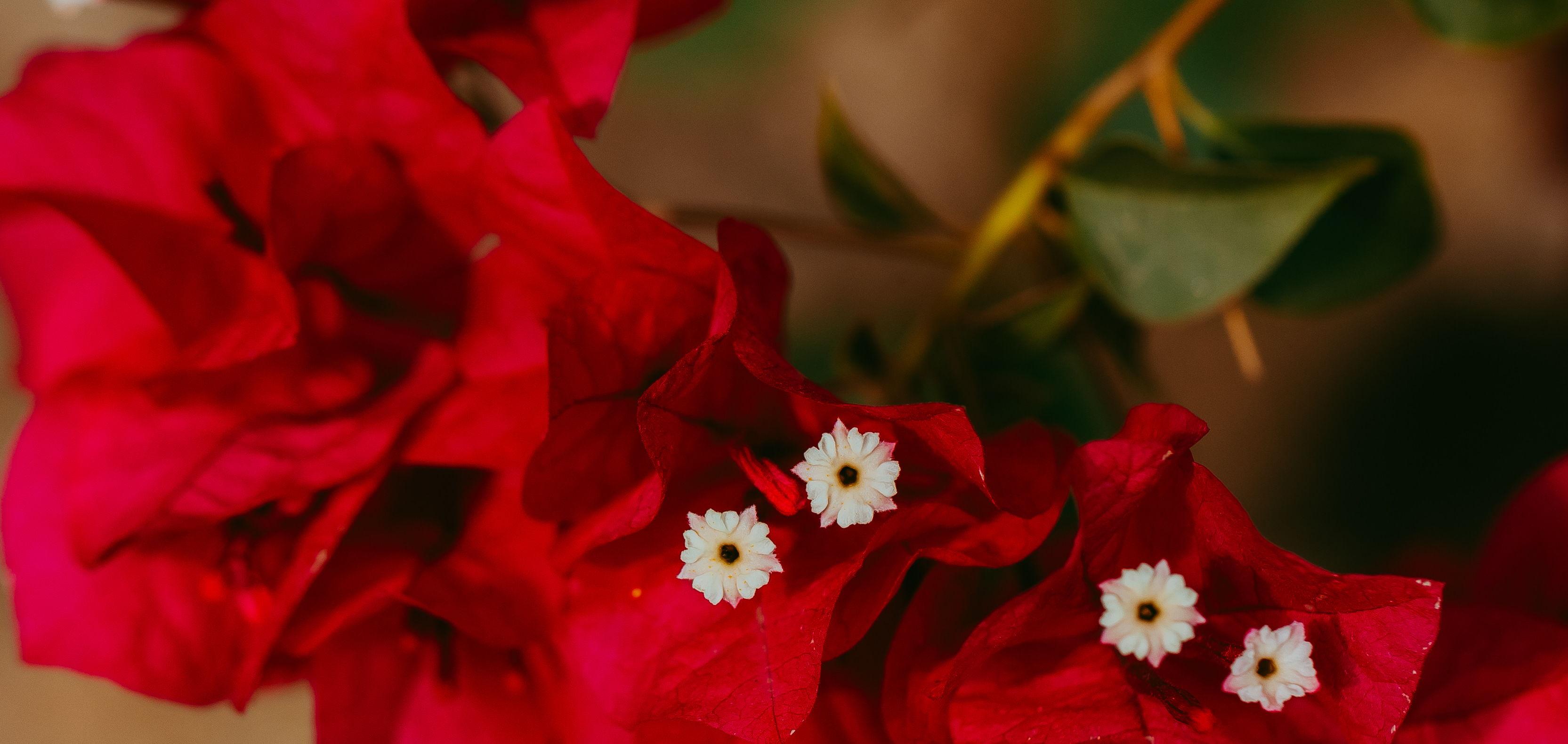 The Wedding Website of Mackenzie Marchello and Sawyer Eschliman