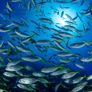Oceana- Protecting the World's Oceans