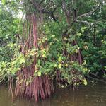 Mangrove Tunnels & Mudflats Kayaking