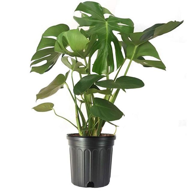 AMERICAN PLANT EXCHANGE Split Leaf Philodendron Monstera Deliciosa Live Plant, 3 Gallon, Indoor/Outdoor Fruit Producing