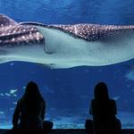 Georgia Aquarium