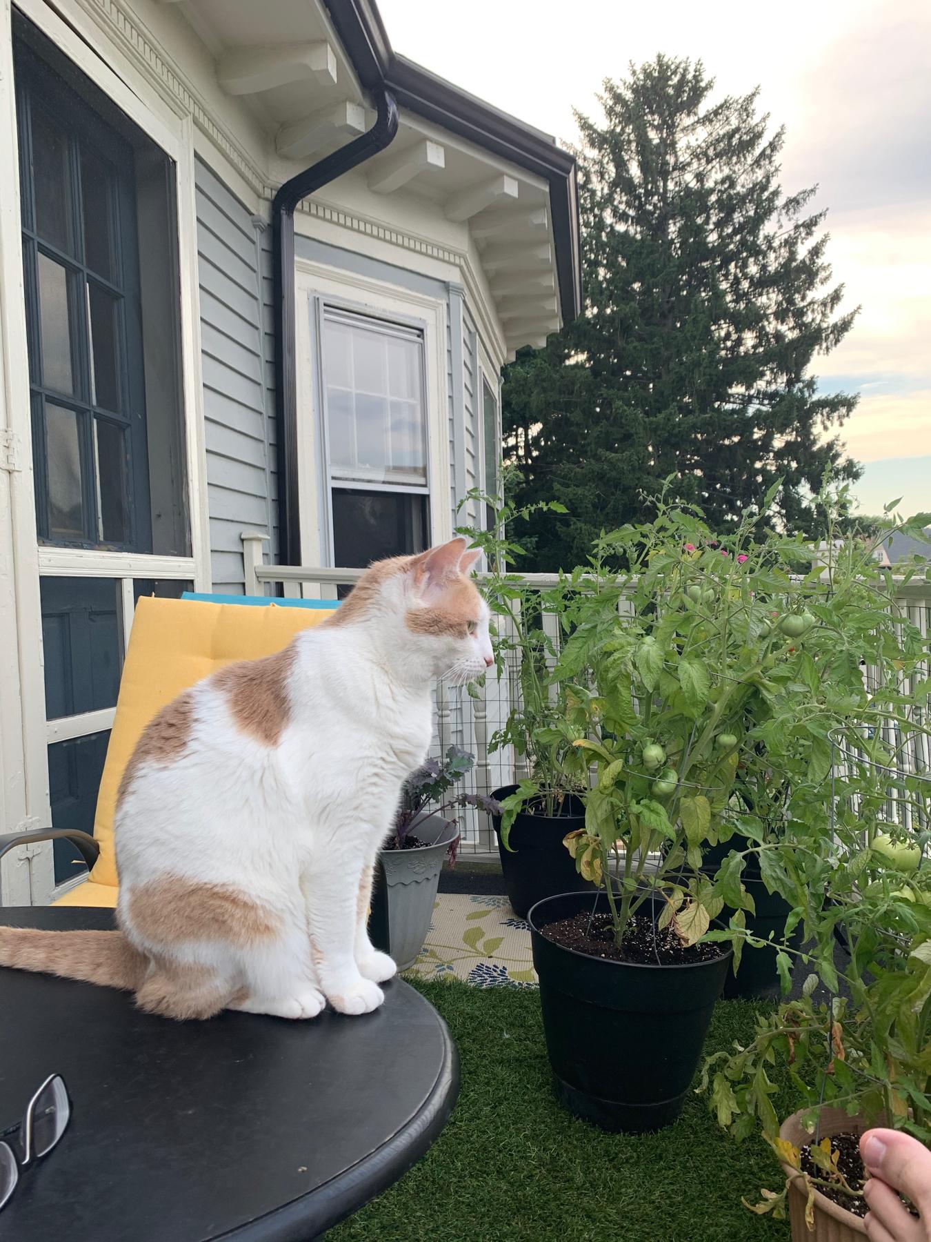 Our cat, Watermelon, on the front porch of the apartment we lived in in Somerville.