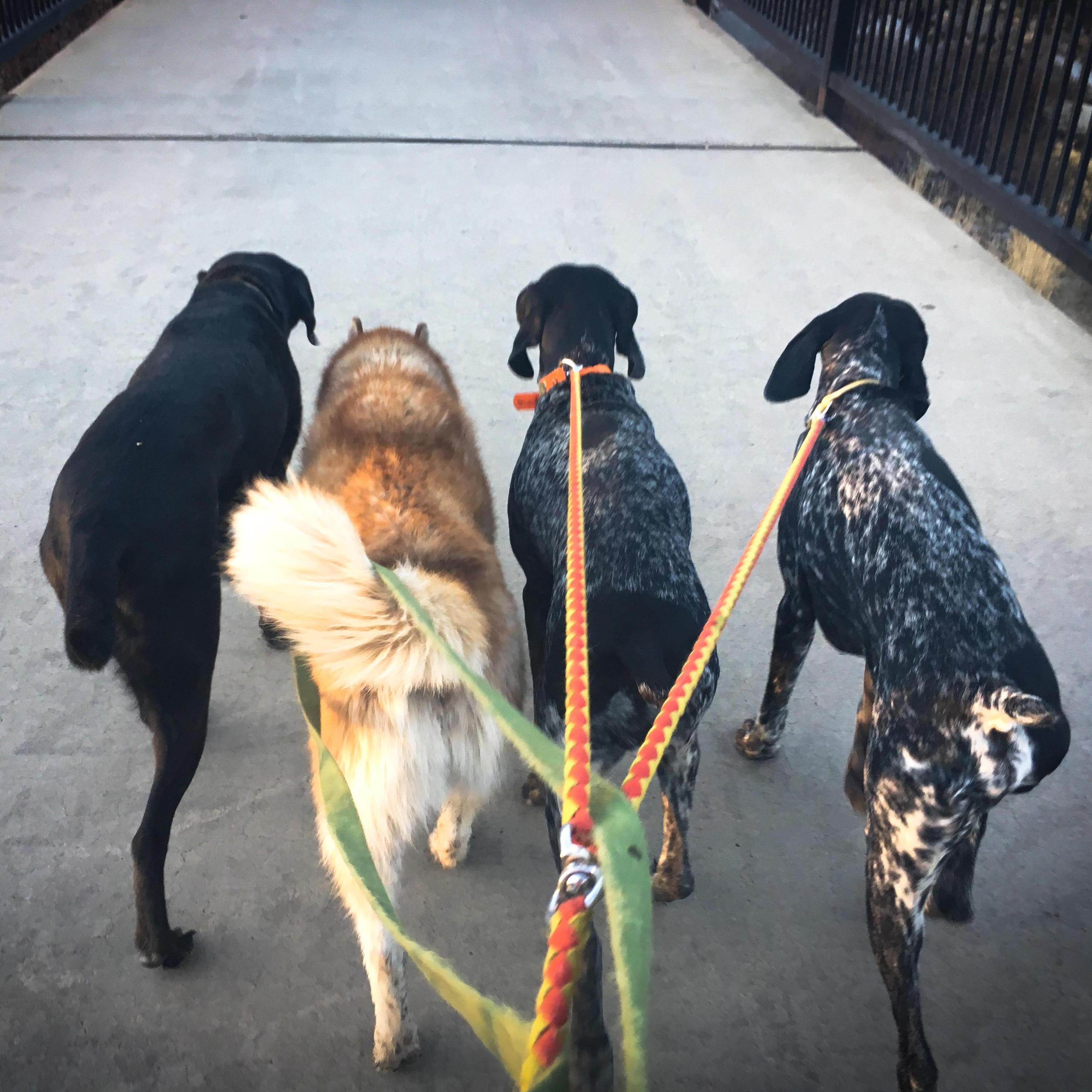 The pack