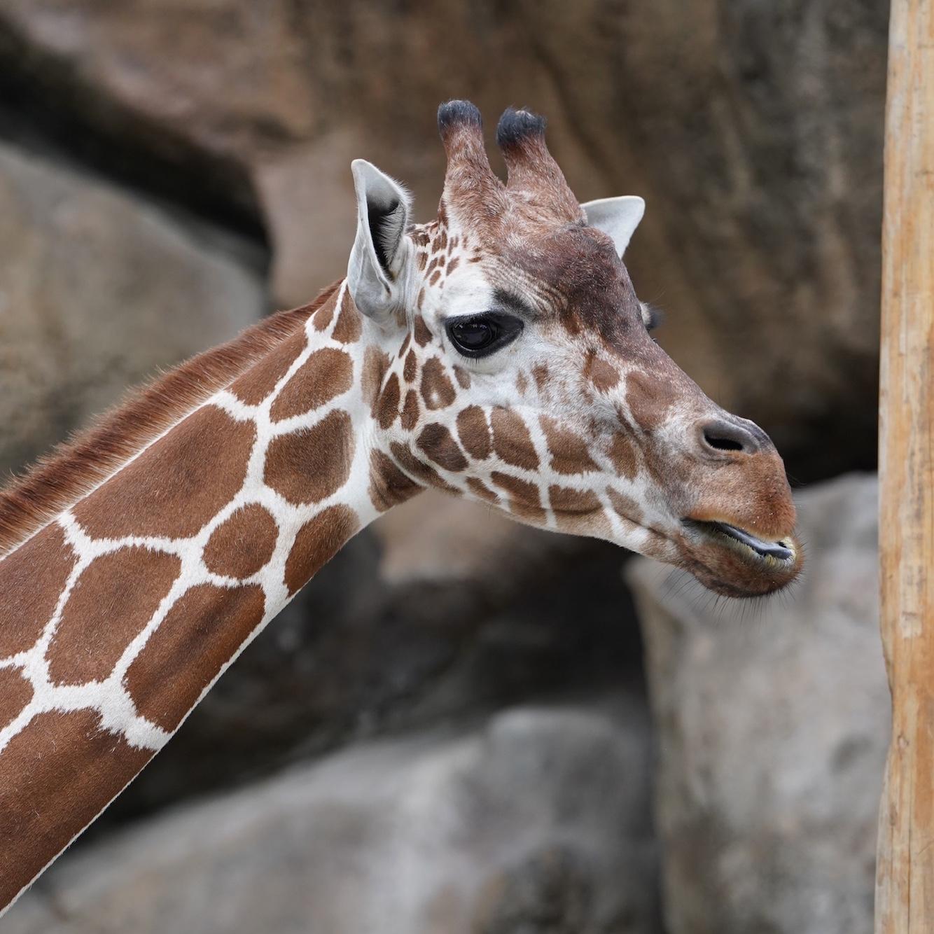 He proposed. The giraffe blinked twice in approval.