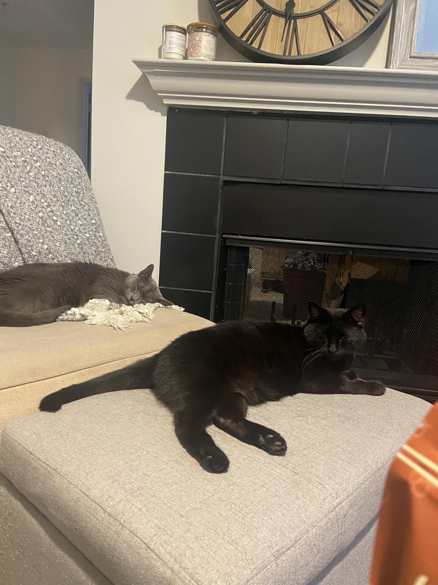 Our cats! Clover (grey) and Cricket (black)