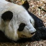 Zoo Atlanta