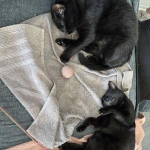 Rabies Testing for Two