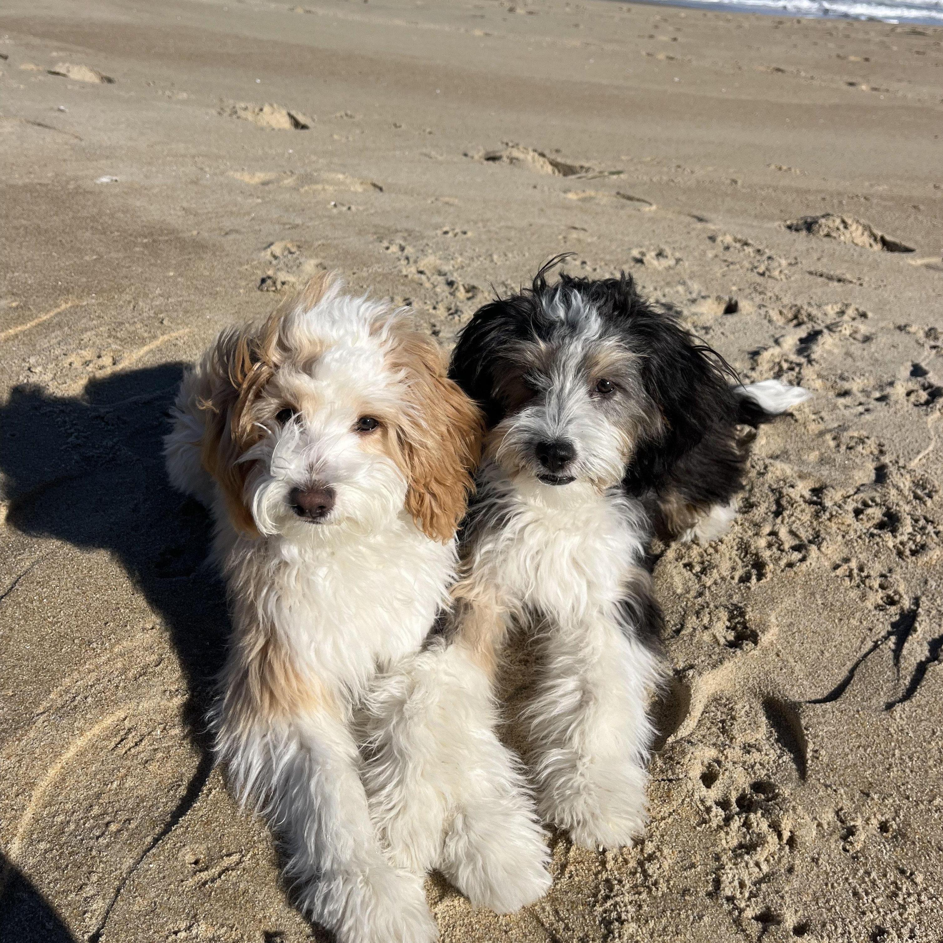 After running around and rolling in the sand, they posed for a cute beach pic!