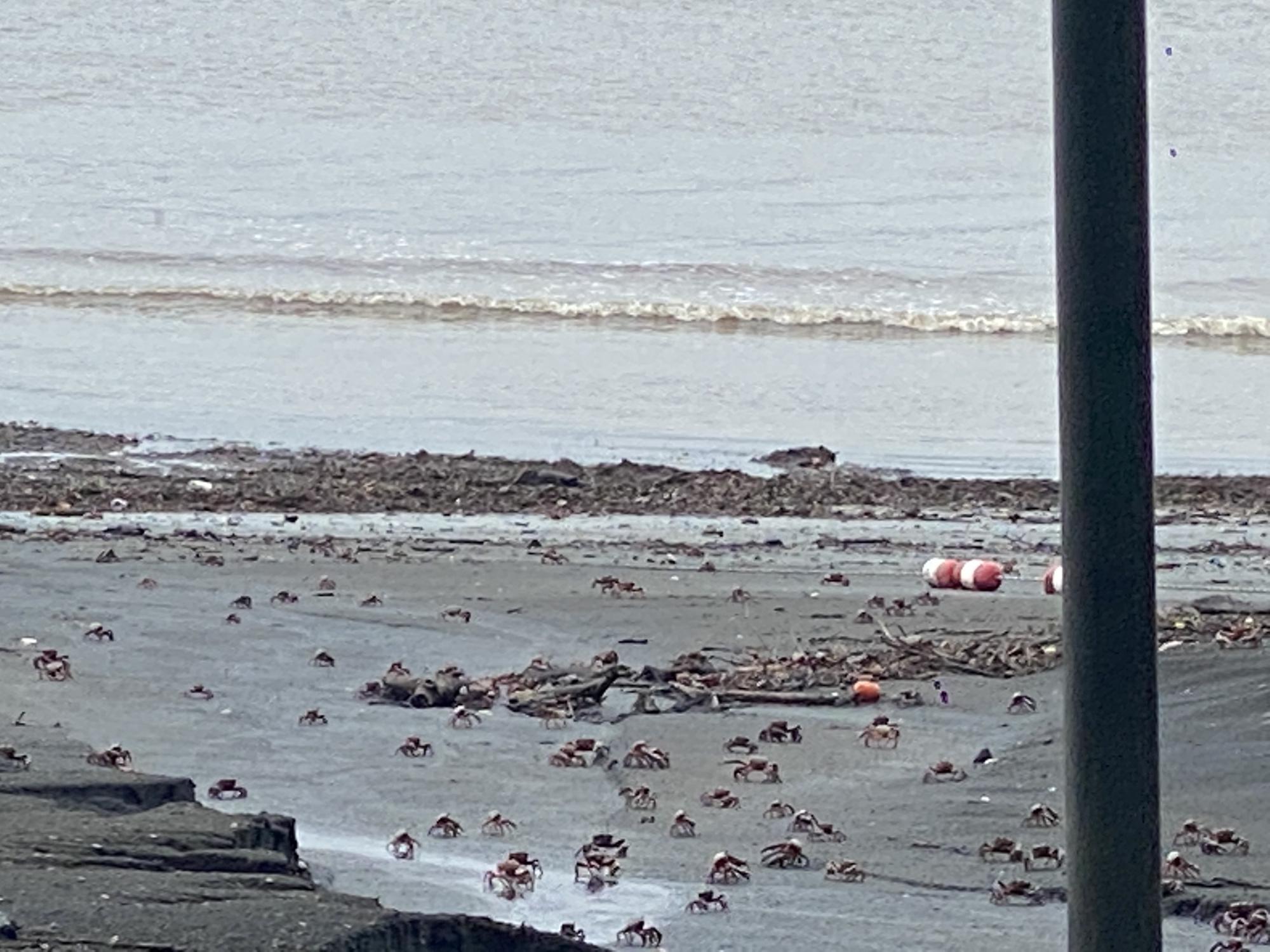 Morning Crab views