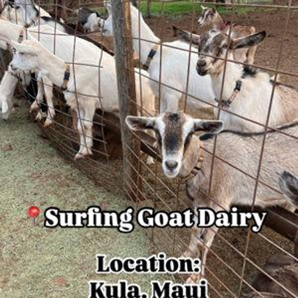 Surfing Goat Dairy Farm