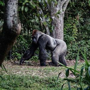 Honeymoon, Botswana, the home of giants
