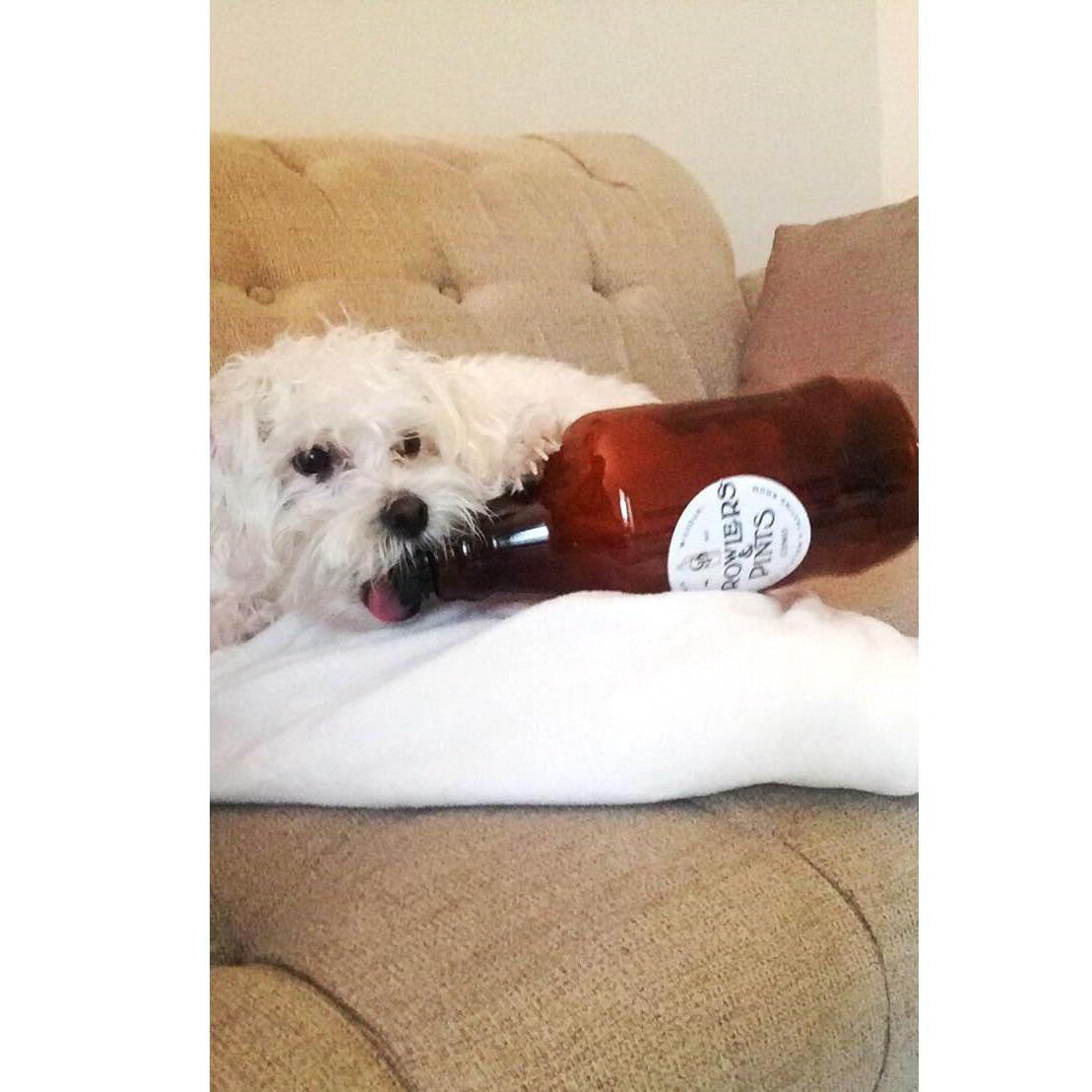 Enzo loves beer just like his dad