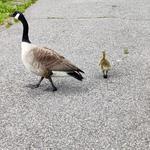 Verona Park Walking Path