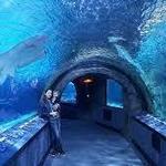 Newport Aquarium
