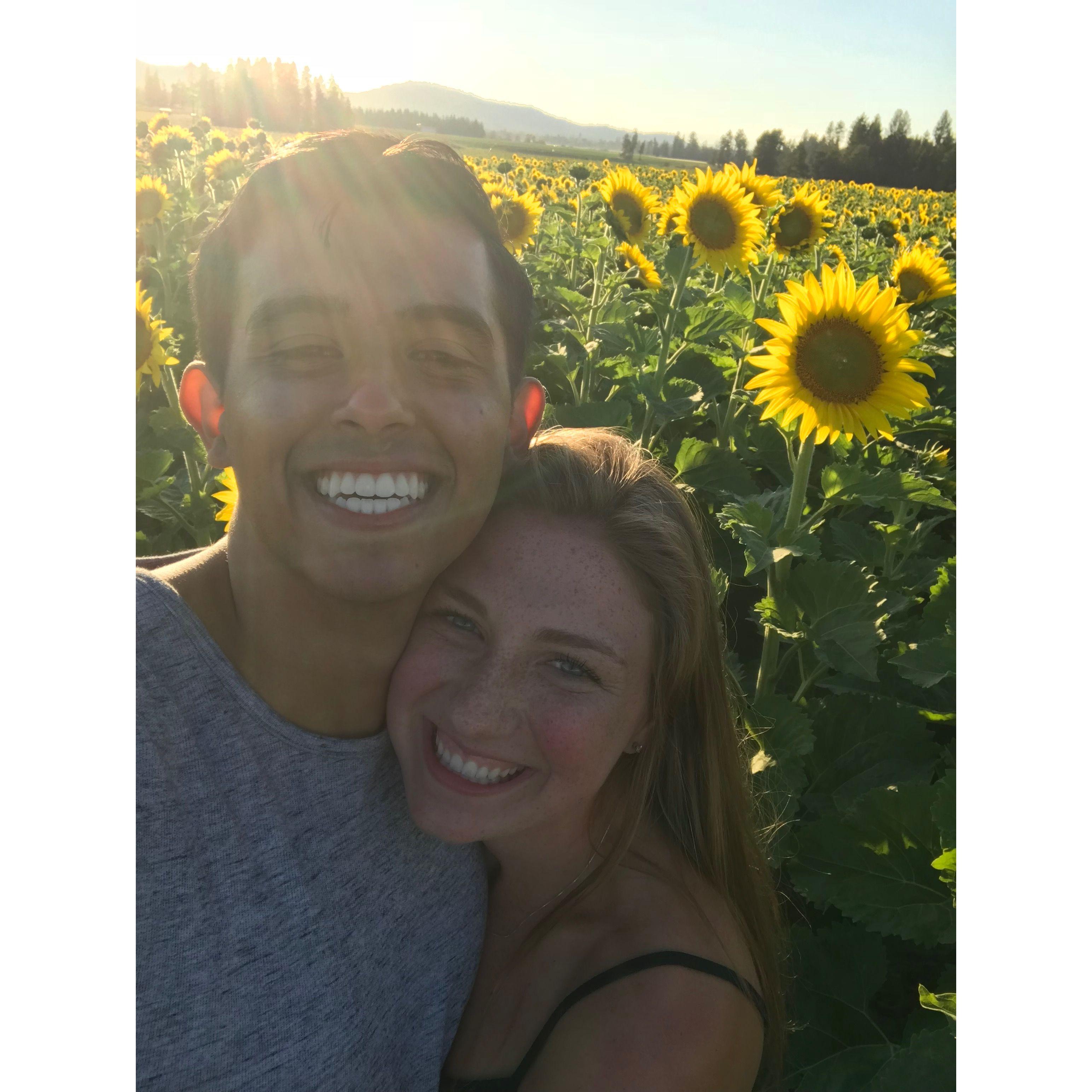 Deer Park Sunflower Field Summer of 2018