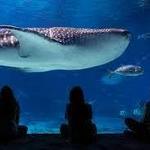 Georgia Aquarium