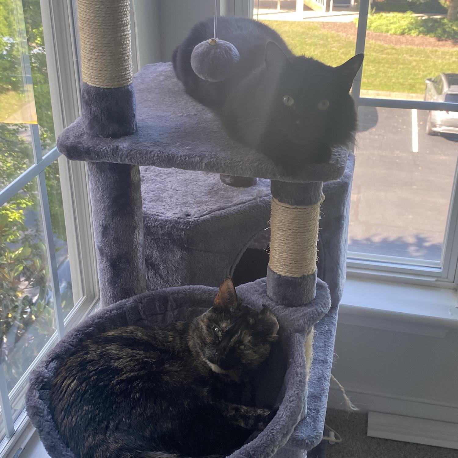 I can't NOT show these two gremlin babies. Bumi is the one on top, and Toph is the one below in her hammock