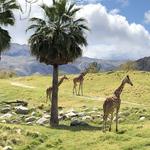 The Living Desert Zoo and Gardens