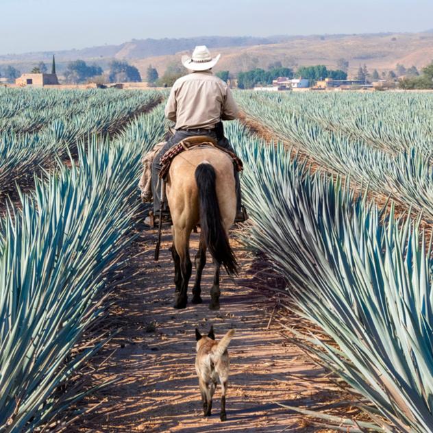 Honeymoon Tequila Tasting