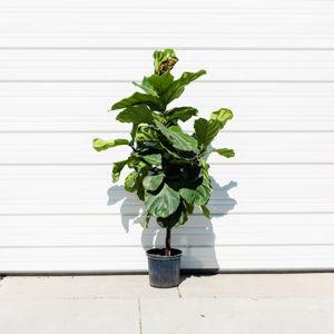 Fiddle Leaf Fig Tree (ficus lyrata) w/ decorative pot