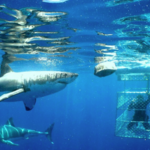 Snappa Fishing & Diving