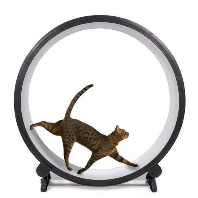 Cat Exercise Wheel