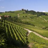 Local Vineyards