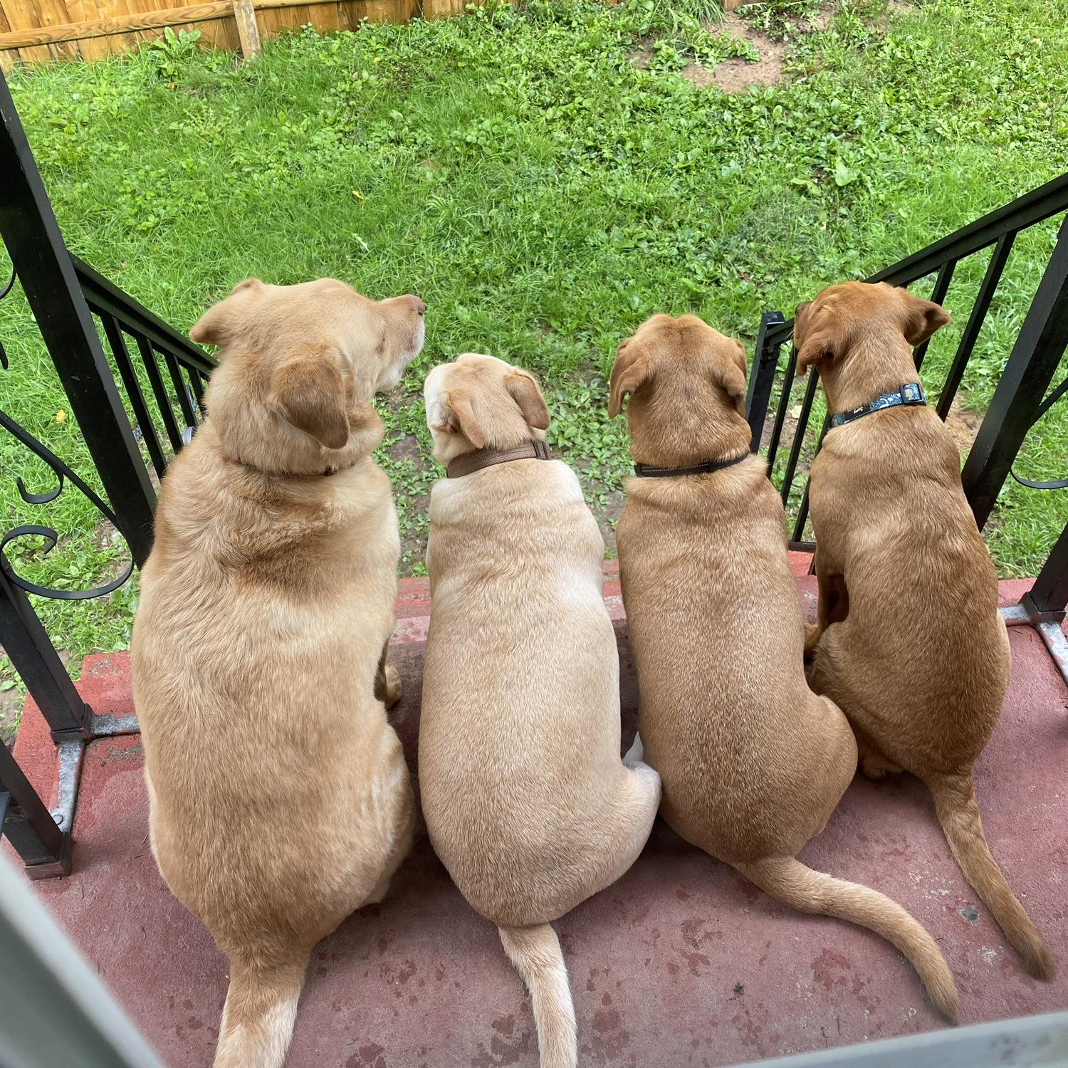 The Golden Gang