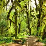Hoh Rainforest - Olympic National Park
