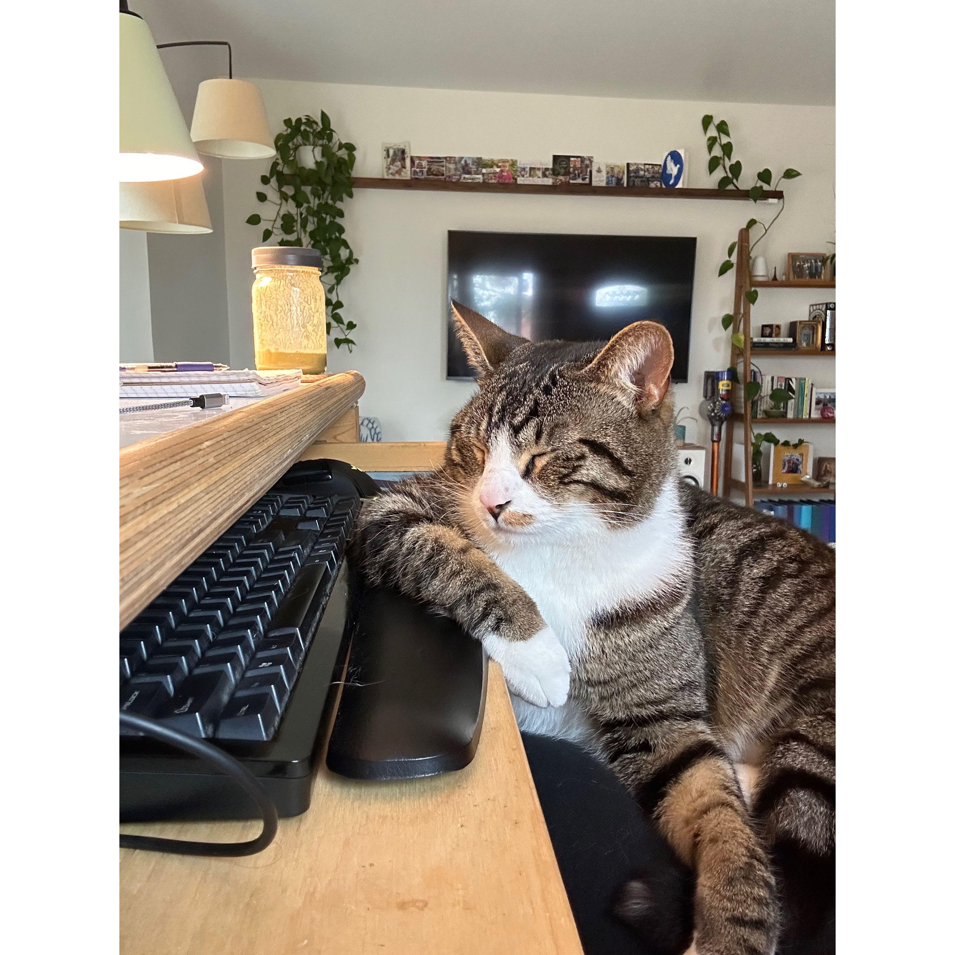 Meeko working hard