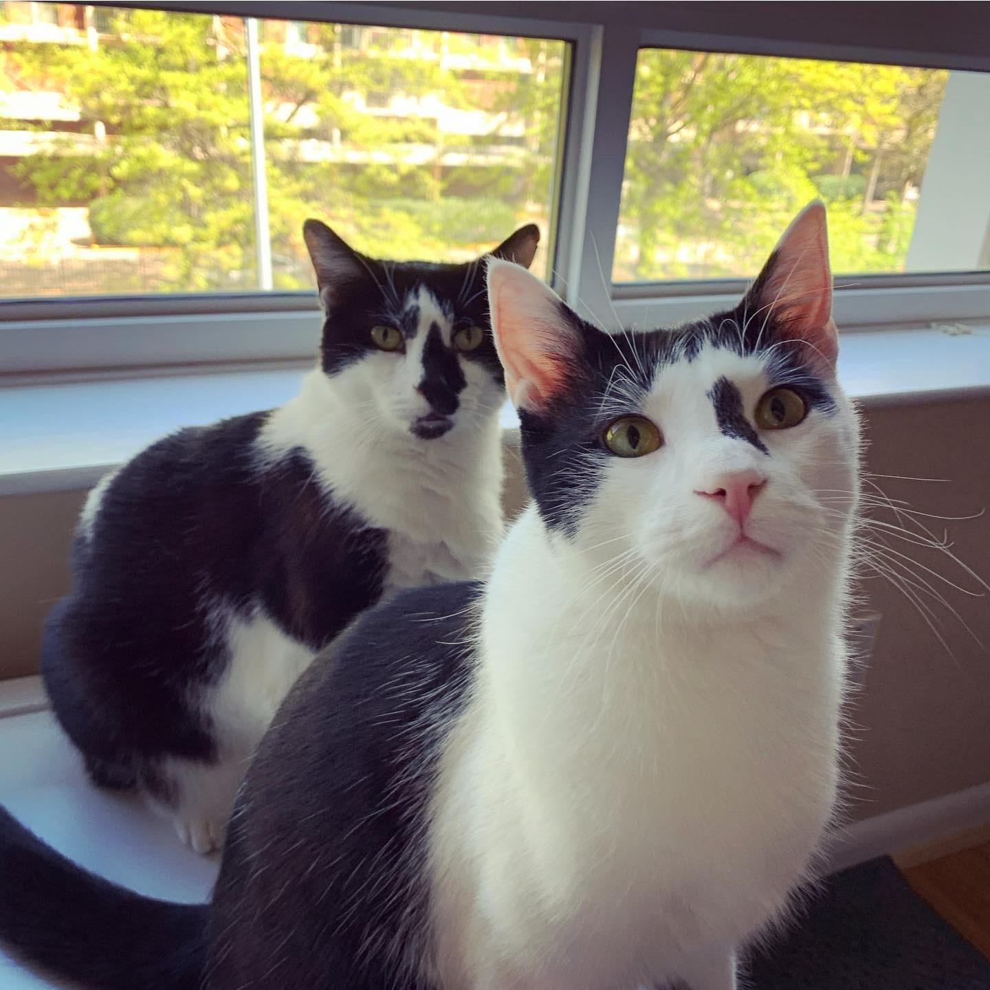 Our boys, Shamu and Willy!