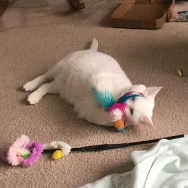 Our Kitty (Venmo)