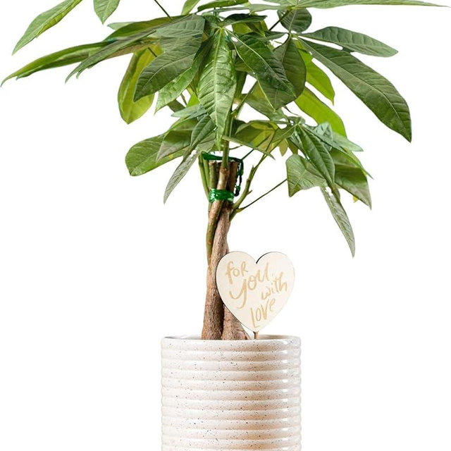 Costa Farms Money Tree Live Plant in Decorative Pot, Easy to Maintain, Air Purifying Braided Indoor Houseplant, Home, Room, or Office Decor, House Warming or Birthday Gift, 12-16 Inches Tall