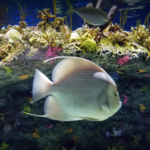 NC Aquarium